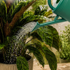 Regador de 3,8 L com bico amovível e sistema antigotejamento – Verde