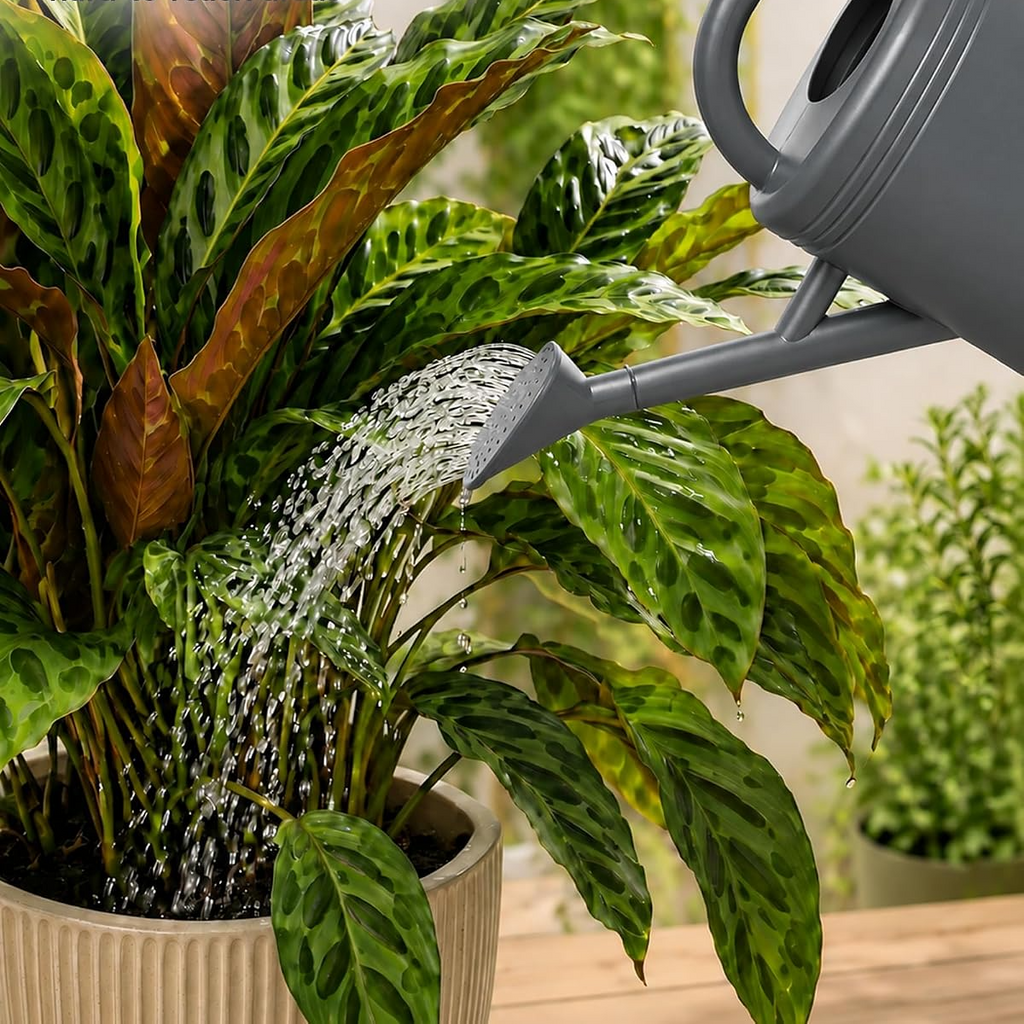 Regador de 3,8 L com bico amovível e sistema antigotejamento – Cinzento