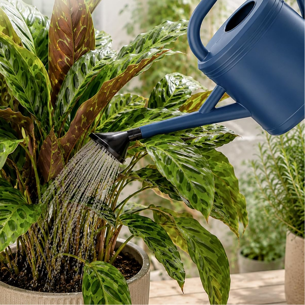 Regador de 3,8 L para plantas de interior e exterior com bico amovível – Azul